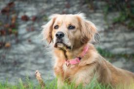 How To Adopt A Dog In San Antonio Fees Rescues And More