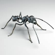 Bullet Ant 3d Model Ants Ant Tattoo 3d Model
