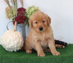 Over 75 years combined working, loving and living with goldens Playful Golden Retriever Puppies Austin Animal Pet