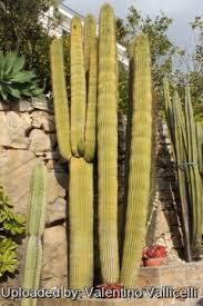 Image result for Cyathula polycephala