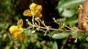 Image result for Janusia