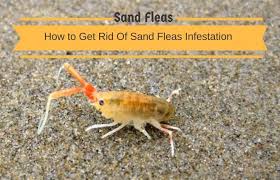 11 Effective Home Remedies To Get Rid Of Sand Fleas Infestation