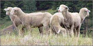 Angora goats, goats and more goats. Pin On Breeds Of Sheep