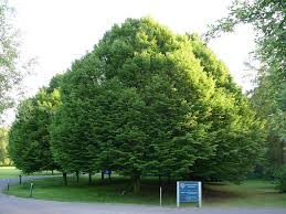 The pests & diseases collection book has been added to researchandmarkets.com's offering. Consider A Hornbeam Piedmont Master Gardeners