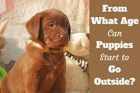 As we know, puppies are given a series of several vaccinations, spaced two to four weeks apart. What Age To Take Your Dog Out To Socialize When Can I Take My Puppy Outside