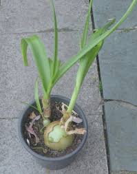 Image result for Albuca nigritana