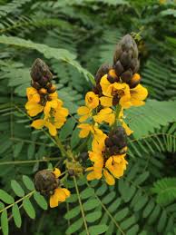 Image result for Senna didymobotrya