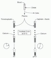 Image result for Prothrombin Time