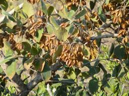 Image result for Combretum fuscum