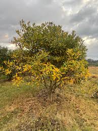 Image result for Chionanthus