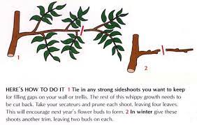 Http Www Keith Allen Co Uk Garden Images Wisteria03 Jpg Wisteria How To Grow Wisteria Pruning Wisteria
