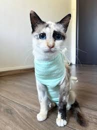 Luna has cut her paw and is clearly feeling very sorry for herself 🐾