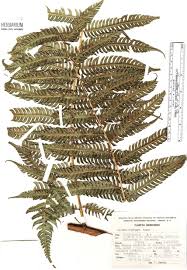 Image result for Cyatheaceae