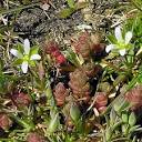 British Wild Plant: Moenchia erecta Upright Chickweed