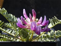 Image result for Pycreus gracillimus