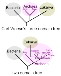 Domain Biology Wikipedia