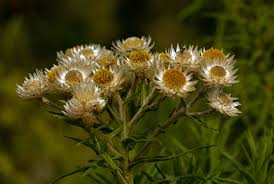 Image result for Helichrysum argyranthum