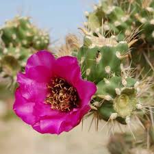 Image result for Opuntia imbricata