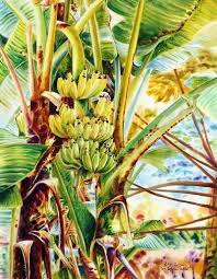 Thai Banana In 2021 Banana Art Banana Plants Banana Tree