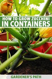Zucchini or zucchinis), courgette (/kʊərˈʒɛt/; How To Grow Zucchini In Containers Gardener S Path