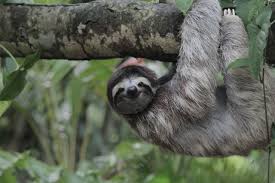At the time, there were just two sloths. 10 Experiences You Can Only Have In Costa Rica