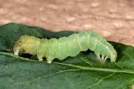 「イラクサギンウワバ」の画像検索結果