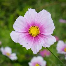 Image result for Cosmos bipinnatus