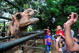 Kebun binatang surabaya (kbs) adalah salah satu kebun binatang terpopuler di indonesia. Kebun Binatang Bandung Dikunjungi 55 Ribu Orang Republika Online