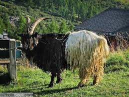 Black And White Goat Breeds A Half Black Half White Goat Hybrid Is Raised On A Ranch In Lotschental Loetschental Valley In The Valais Canton Of Switzerland Goats Cute Goats Dairy Breeds