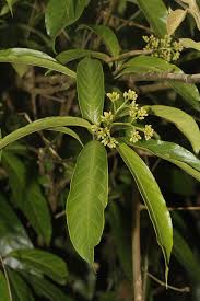 Image result for Icacinaceae