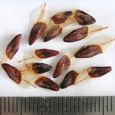 Image result for Casuarina verticillata