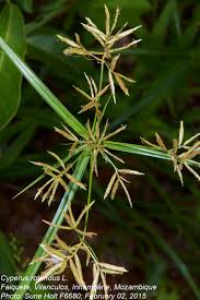 Image result for Cyperus sp.no.10