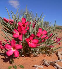 Image result for Apocynaceae subfamilies Apocynoideae and Rauvolfioideae