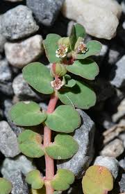 Image result for Euphorbia neopolycnemoides