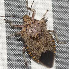 The Brown Stink Bug Stink Bugs Brown Marmorated Stink Bug Bugs