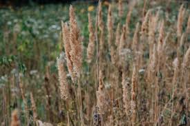 Image result for Agrostis epigejos