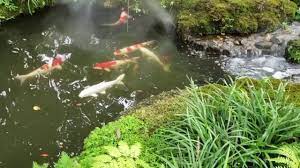 The filtration you would need for koi is huge as you would need a system that can turn over at least 10 times the pond volume per hour to cope. Koi Fish Pond Birdsong And Calming Water Sound Japanese Garden Relaxing Video 10 Hours Youtube