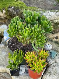 Image result for Crassula alticola