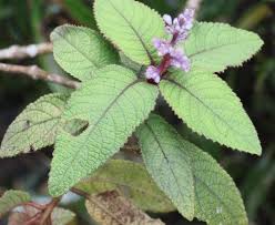 Image result for Plectranthus guruensis