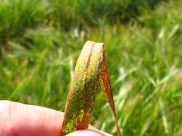 Image result for rez rzivost ostru%u017Einy