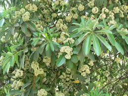 Image result for Alstonia