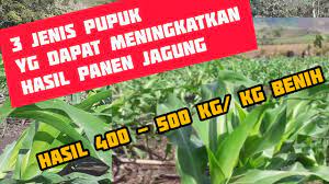 Gambar tanaman jagung jaman now. Pemupukan Pertama Jagung Hibrida Umur 15 Hst Yuktani Youtube