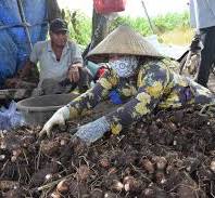 Những người con làm nên thương hiệu "khoai môn Láng Dài ...
