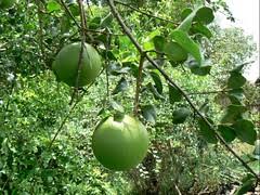 Image result for Strychnos mellodora