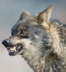 Fierce Wolf Rate This Magnificent Picture 1 10 Who Else Loves Th Fierce Loves Magnificent Mamalsanimals Picture Rate Wolf Yeleli Kurt Vahsi Hayvanlar Ve Evcil Hayvanlar
