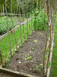 If you prefer, use can a single stake. How To Grow French Beans From Seed The Garden Of Eaden