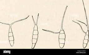 Image result for Monothecium