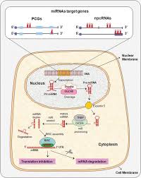 Cervical cancer is cancer that starts in the cervix. The Role Of Mirnas In Diagnosis Prognosis And Treatment Prediction In Cervical Cancer Intechopen