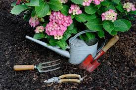 Professional Gardeners Reveal the Most Harmful Mistake to Avoid With Hydrangeas