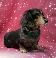 Alibaba.com offers 950 dachshund puppies products. Dog For Adoption Chip In Al A Dachshund In Indianapolis In Petfinder